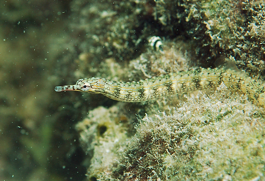 Corythoichthys haematopterus紅鰭冠海龍
