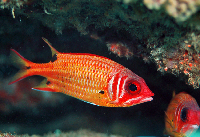 Sargocentron melanospilos黑點棘鱗魚