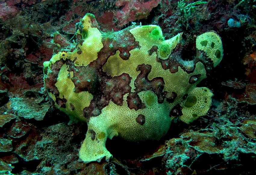 antennarius maculatus  大斑躄鱼