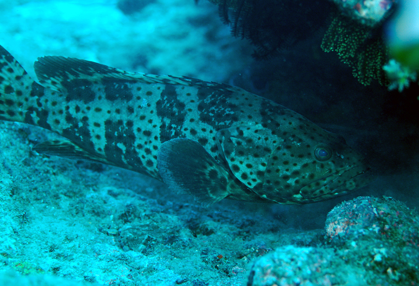 epinephelus malabaricus  玛拉巴石斑鱼