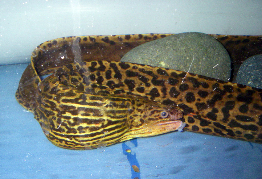 Gymnothorax polyuranodon豹紋裸胸鯙