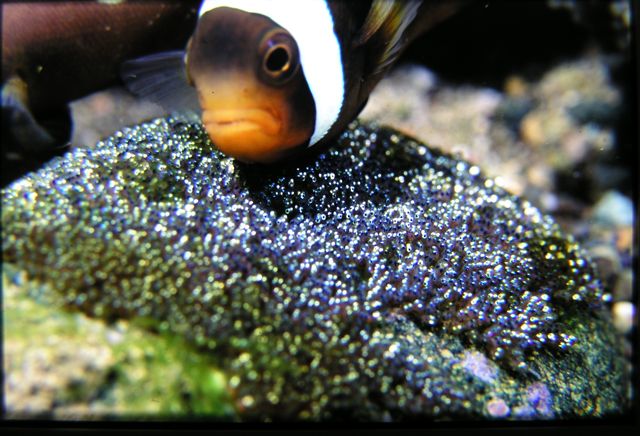 Amphiprion clarkii克氏雙鋸魚