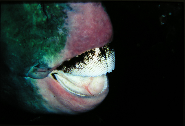 Bolbometopon muricatum隆頭鸚哥魚