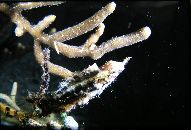 Petroscirtes breviceps短頭跳岩鳚