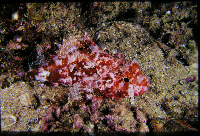 Parascorpaena mcadamsi斑鰭圓鱗鮋
