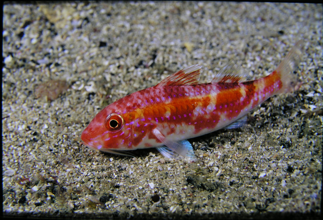Parupeneus chrysopleuron紅帶海緋鯉