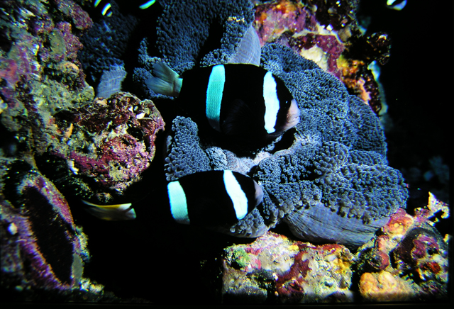Amphiprion clarkii克氏雙鋸魚
