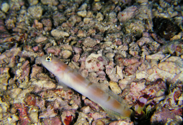 Amblyeleotris yanoi亞諾鈍鯊