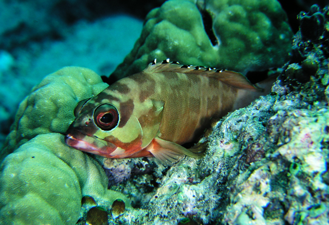 epinephelus fasciatus横带石斑鱼