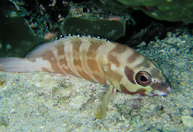 Epinephelus fasciatus橫帶石斑魚