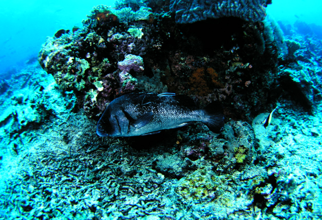 Plectorhinchus gibbosus駝背胡椒鯛