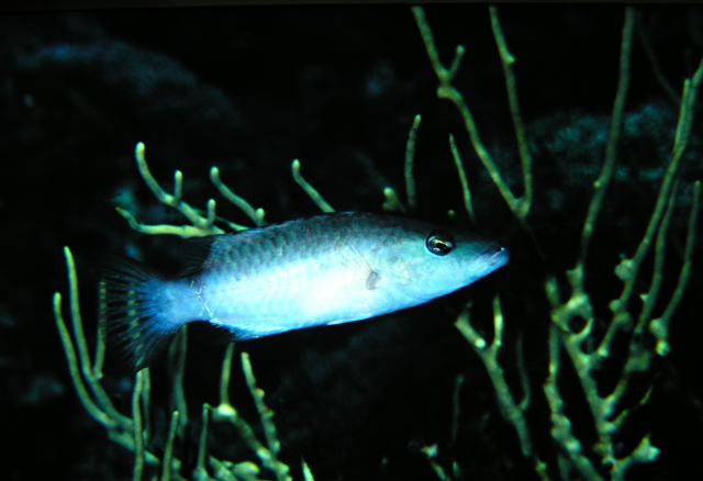Oxycheilinus unifasciatus單帶尖唇魚