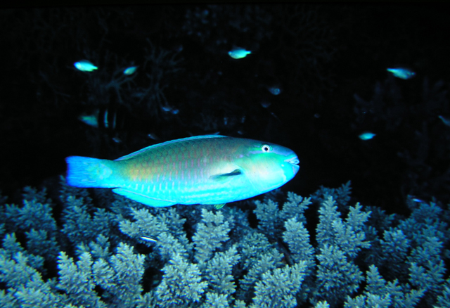 Chlorurus sordidus藍頭綠鸚哥魚