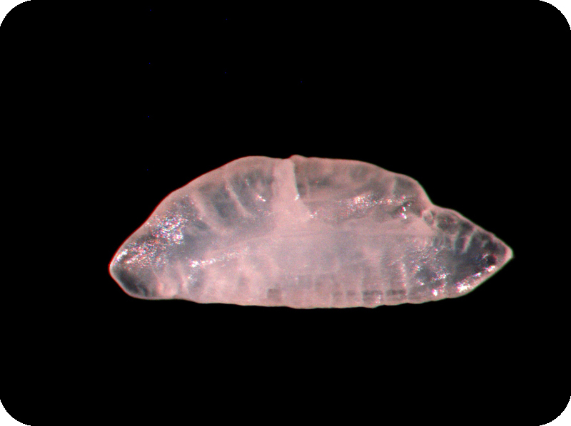 Parapercis cylindrica圓擬鱸