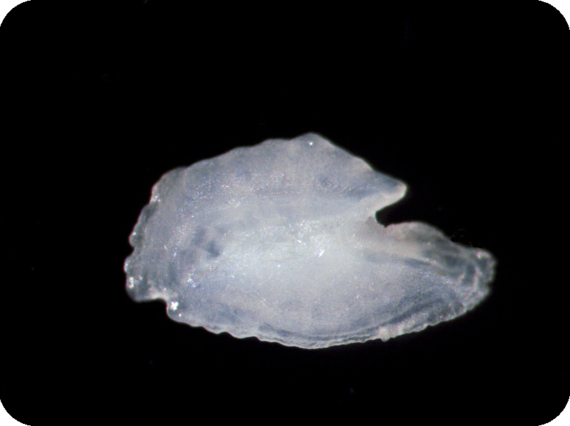 Gnathodentex aureolineatus金帶齒頜鯛