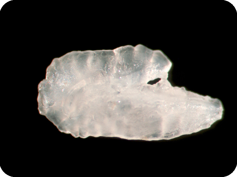 Oplegnathus fasciatus條石鯛
