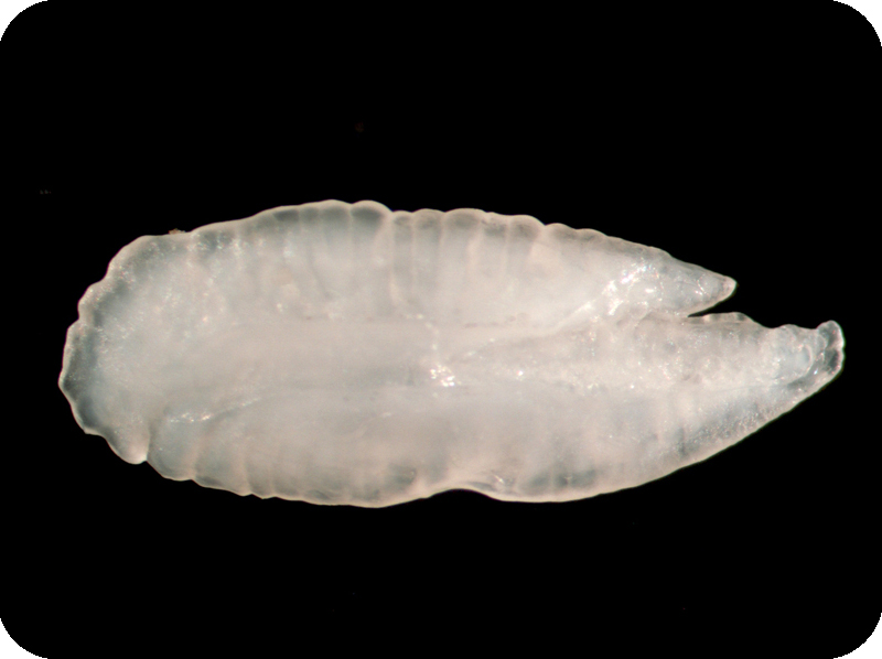 Sphyraena barracuda巴拉金梭魚