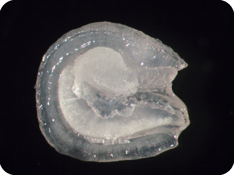 Arius maculatus斑海鯰