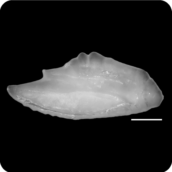 Epinephelus amblycephalus鑲點石斑魚