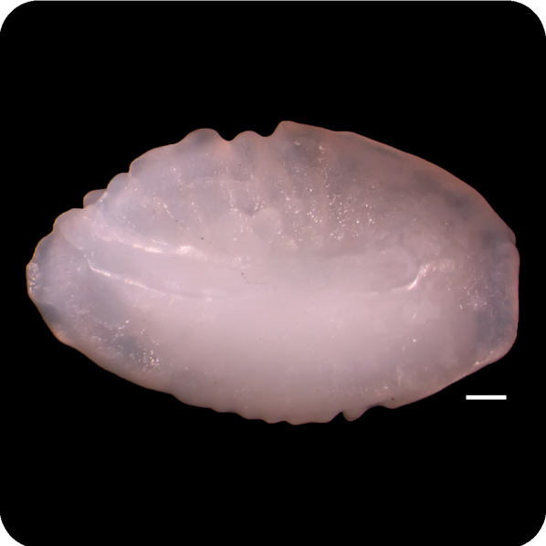 Uranoscopus bicinctus雙斑鰧