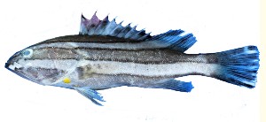 Epinephelus latifasciatus寬帶石斑魚