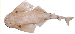 Squatina tergocellatoides擬背斑扁鯊