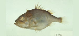 Ostracoberyx dorygenys矛狀巨棘鱸