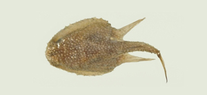 Halieutopsis simula準擬棘茄魚