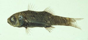 Bathysphyraenops simplex深海擬野鱸