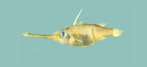 Macrorhamphosodes uradoi尤氏擬管吻魨