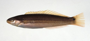 Pseudocoris ocellata眼斑擬盔魚