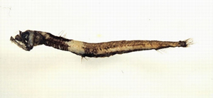 Chauliodus macouni馬康氏蝰魚