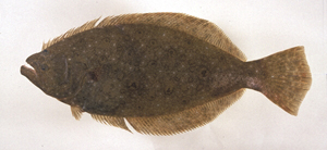 Paralichthys olivaceus牙鮃