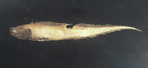 Bassozetus glutinosus黏身索深鼬魚
