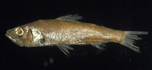 Neoscopelus microchir小鰭新燈魚