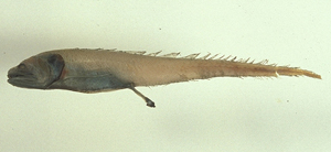 Bathyonus caudalis大尾深水鼬魚