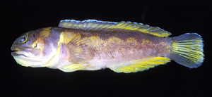 Opistognathus hopkinsi霍氏後頜魚 