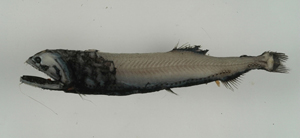Borostomias elucens掠食巨口魚