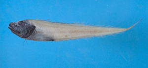 Bassozetus robustus壯體索深鼬魚