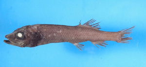 Bajacalifornia burragei伯氏巴傑加州黑頭魚