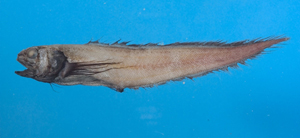 Dicrolene tristis短絲指鼬魚