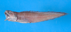 Monomitopus pallidus重齒單趾鼬魚