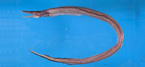 Nettastoma solitarium前鼻鴨嘴鰻