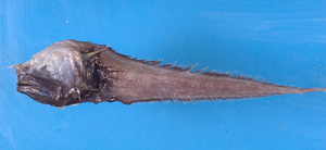 Acanthonus armatus大棘鼬魚