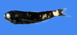 Bolinichthys longipes長鰭虹燈魚