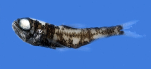 Benthosema suborbitale耀眼底燈魚