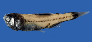 Lobianchia gemellarii吉氏葉燈魚