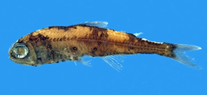 Myctophum nitidulum閃光燈籠魚