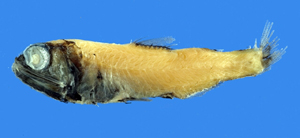 Bolinichthys supralateralis側上虹燈魚