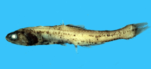 Lampanyctus nobilis諾貝珍燈魚